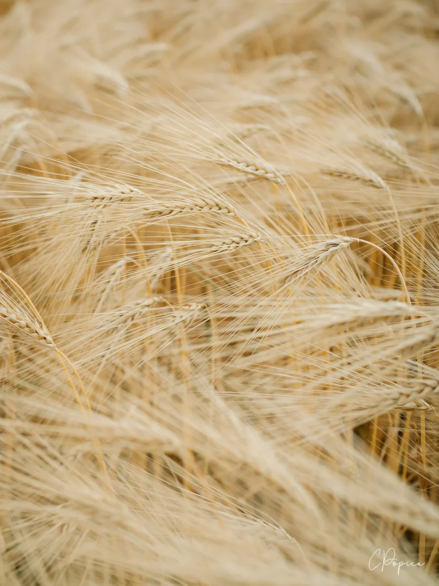 Gold Fields - 2025