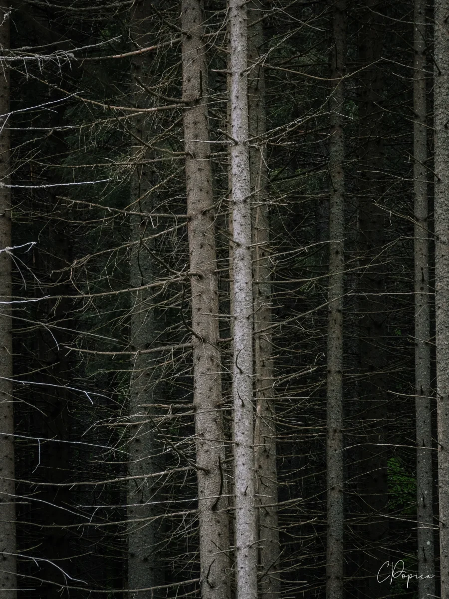 Spruces - 2025
