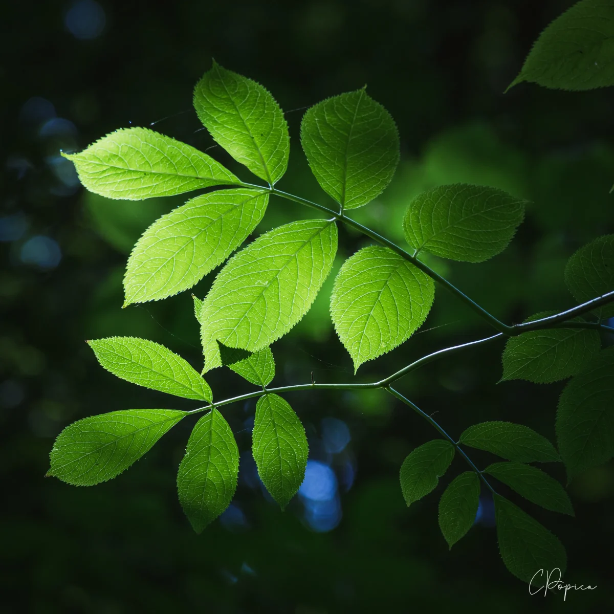 A Drop Of Light - 2023