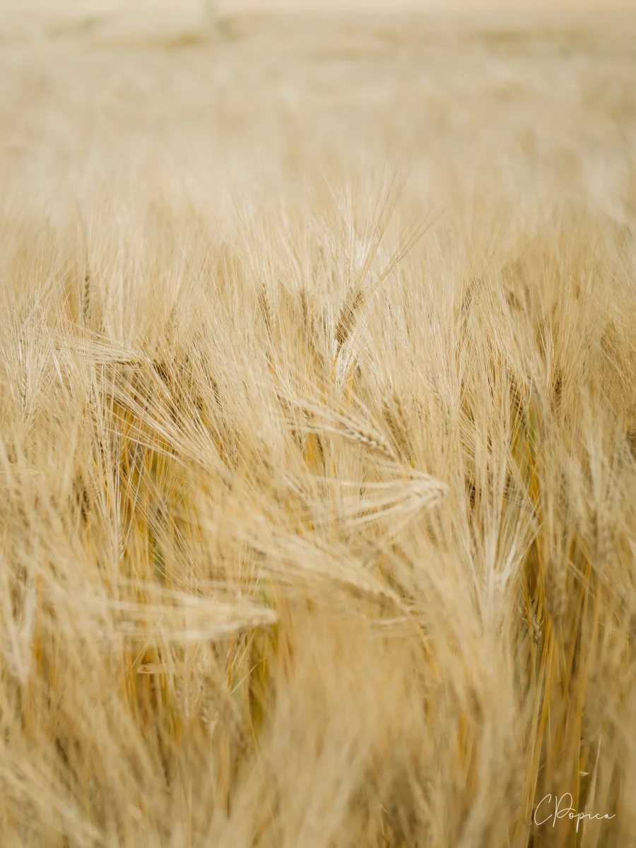 Wheat - 2025