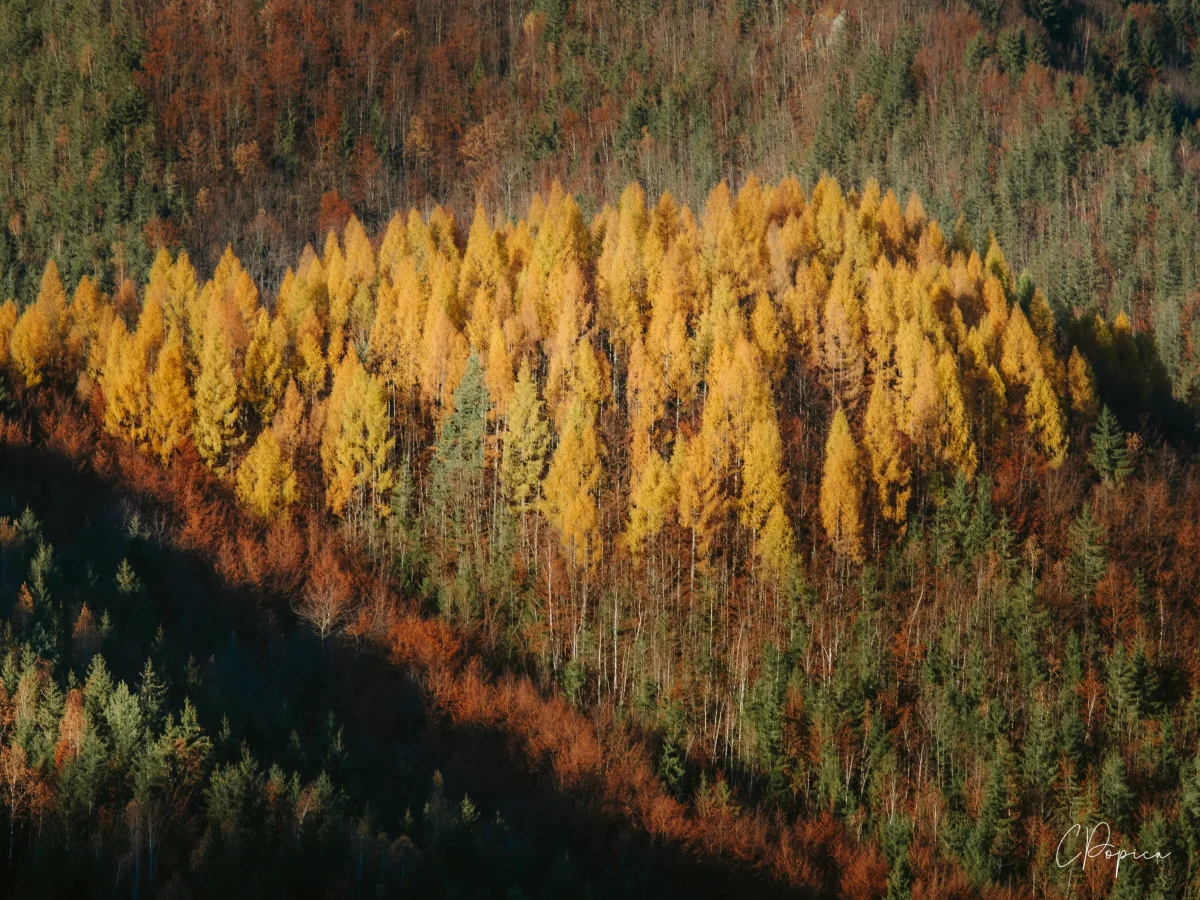Autumn Candles - 2024