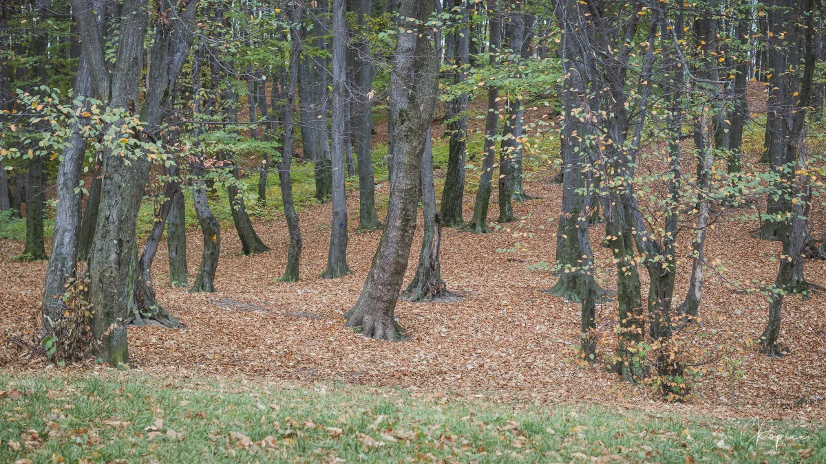 Autumn Vibes - 2023