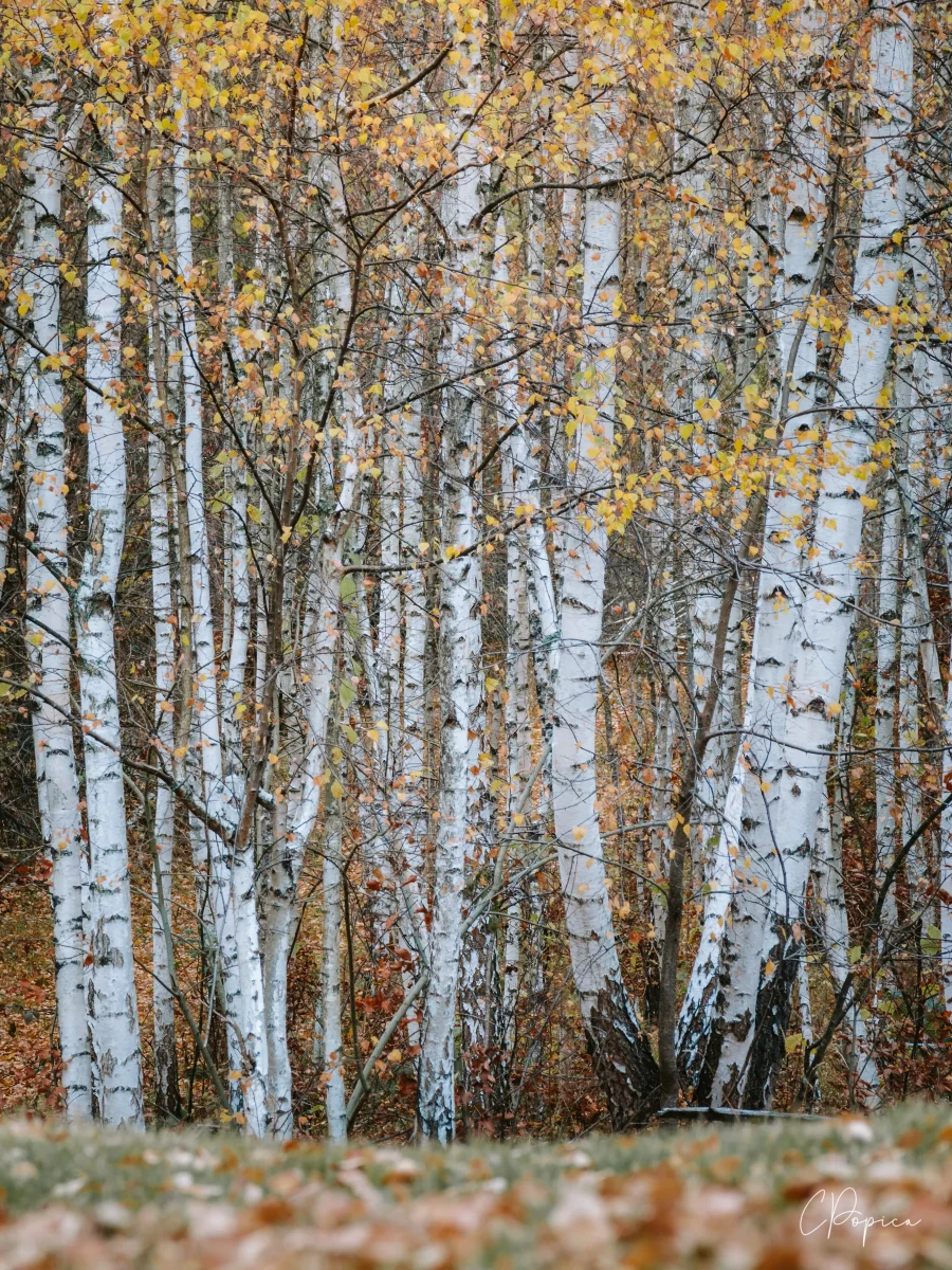 Birch Trees - 2024