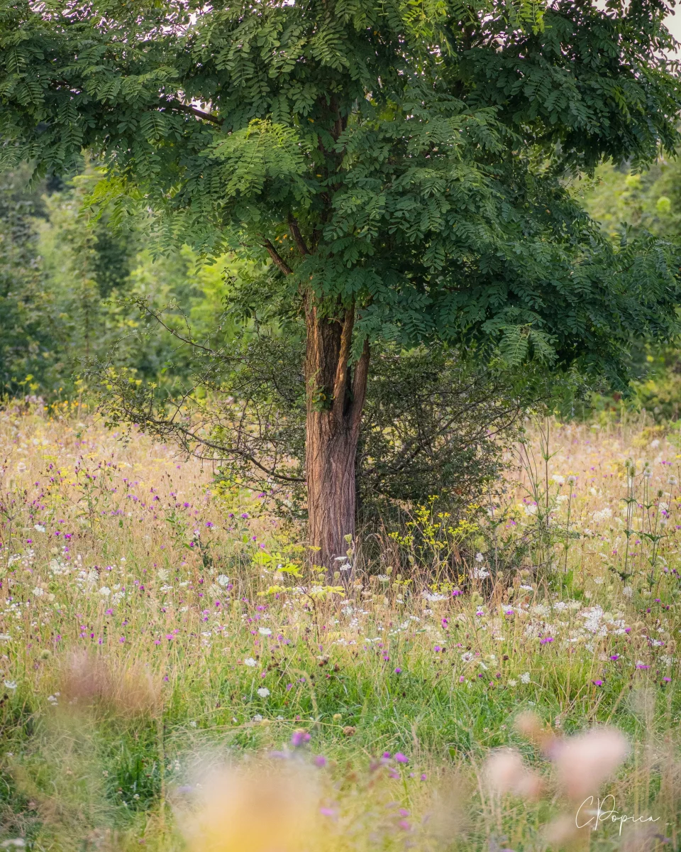 Quiet Summer - 2023