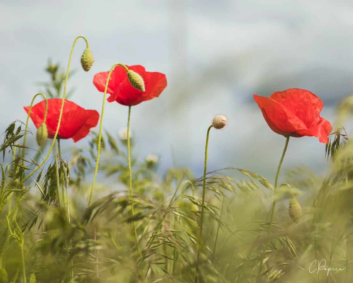 Poppy Flowers - 2023