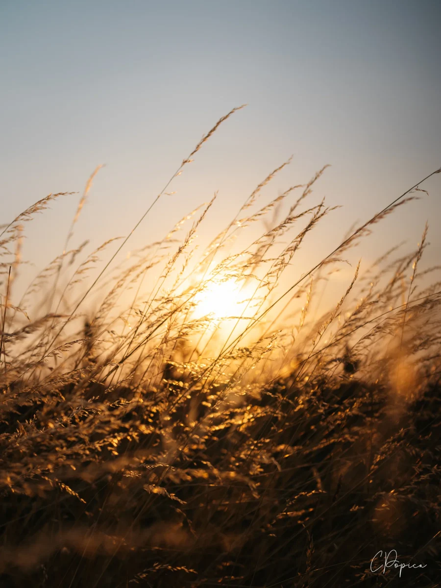 Playful Grass - 2025