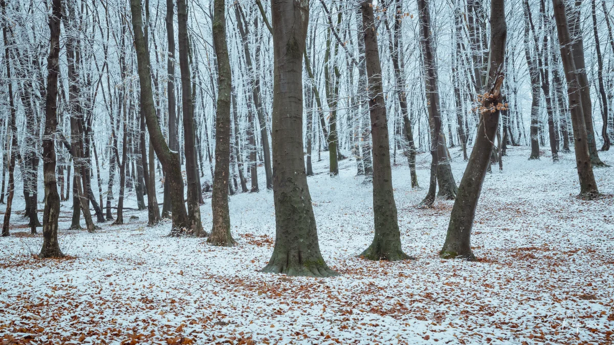 Winter In Wonderland - 2021
