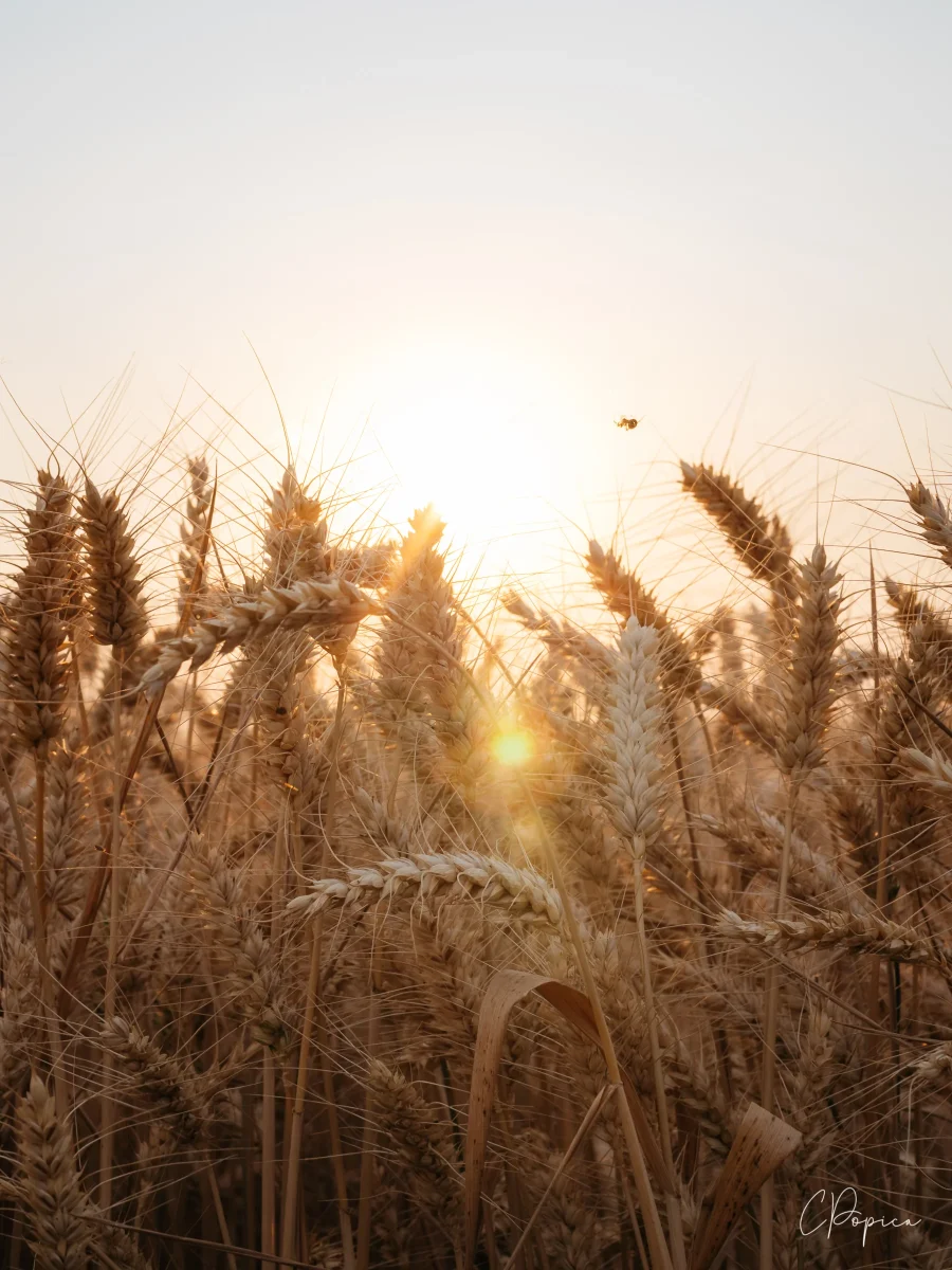 Wheat In The Sun - 2025