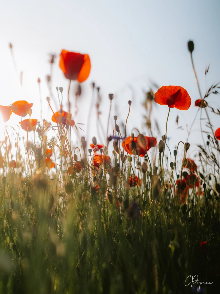 Field Of Poppy Flowers - 2025