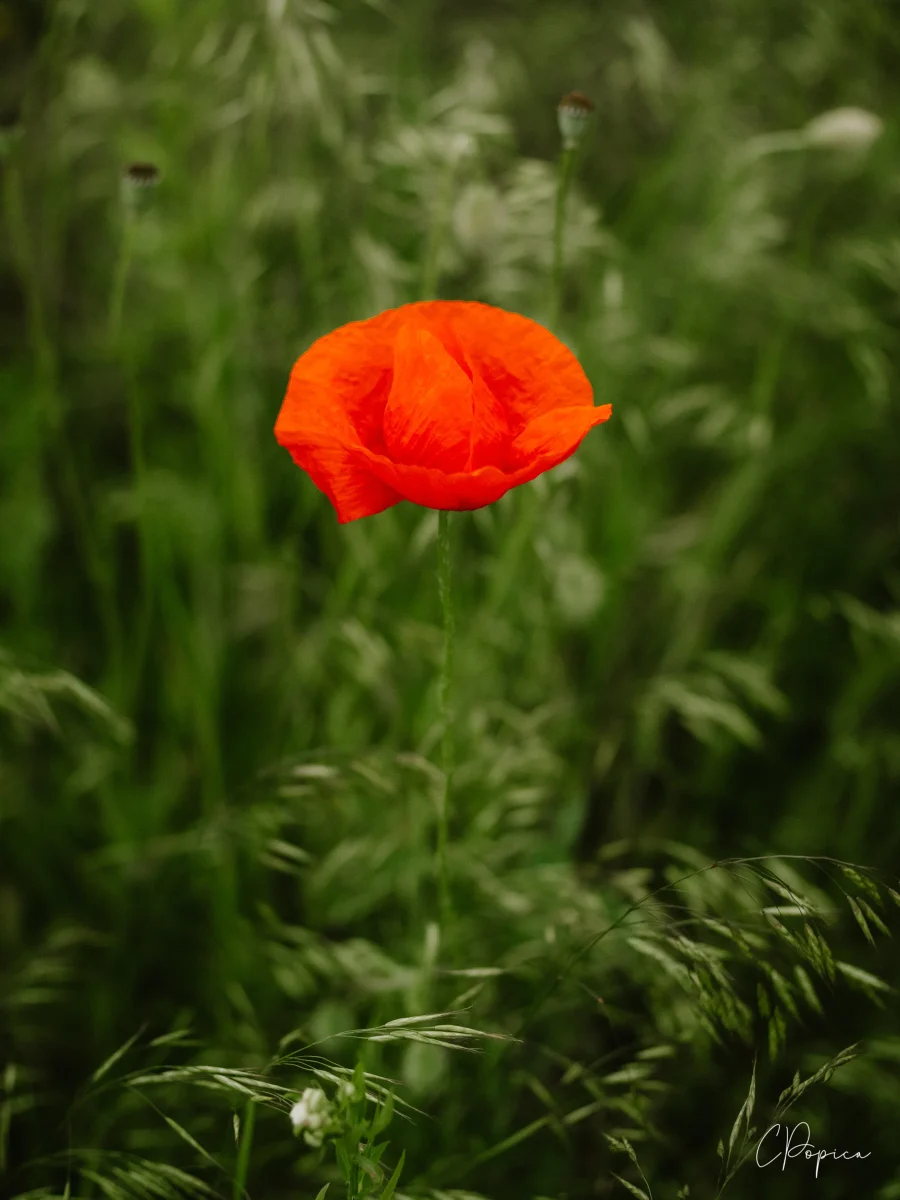 Poppy Flower - 2025