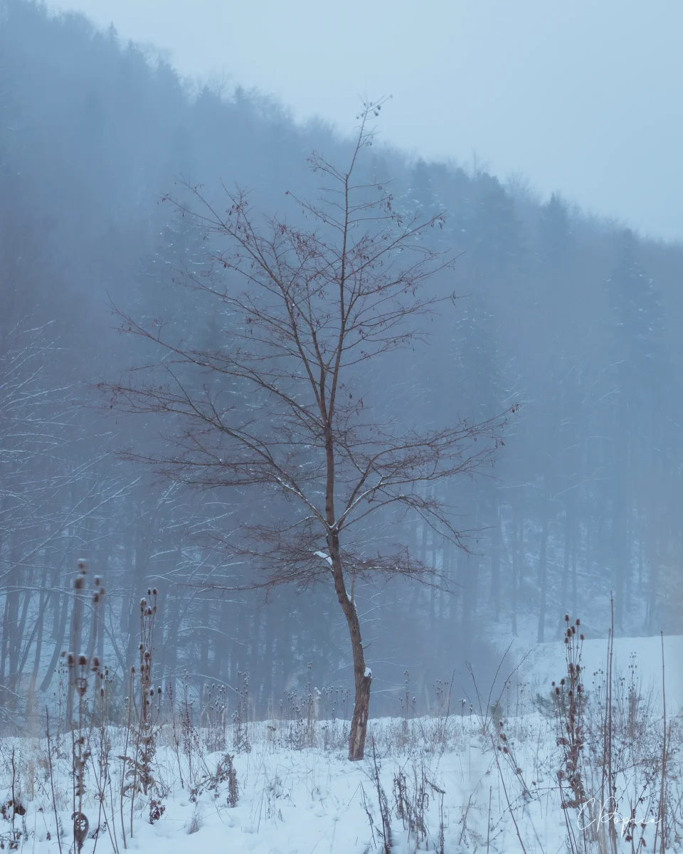 The Lone Tree - 2021
