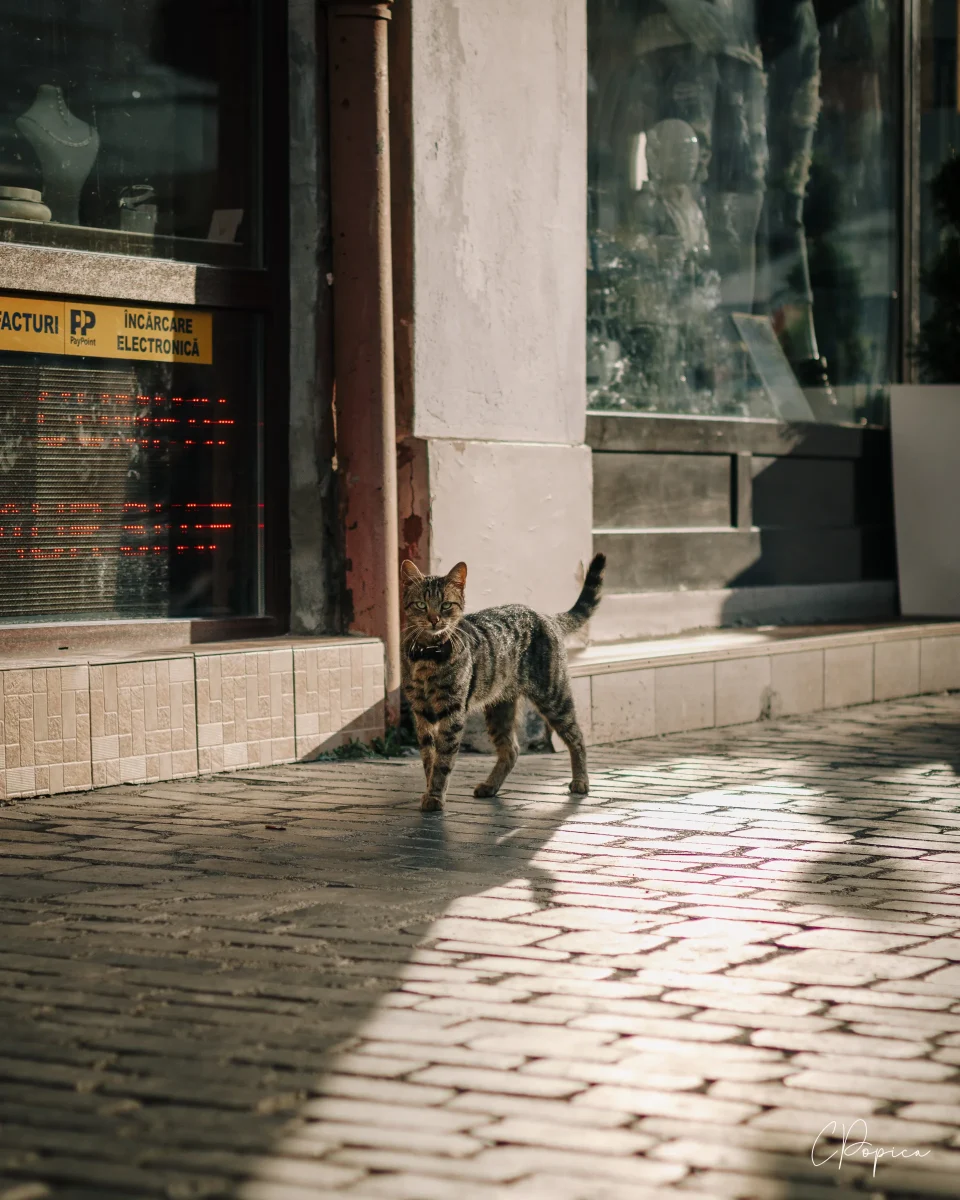 The Aristocrat Cat