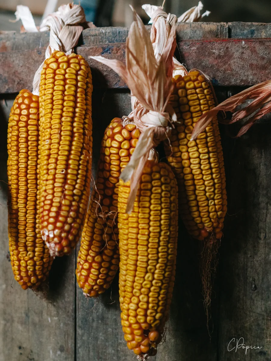 Dried Corn - 2024